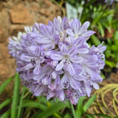 Agapanthus MM Agapanthus MM