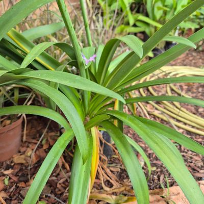 Agapanthus MM Agapanthus MM