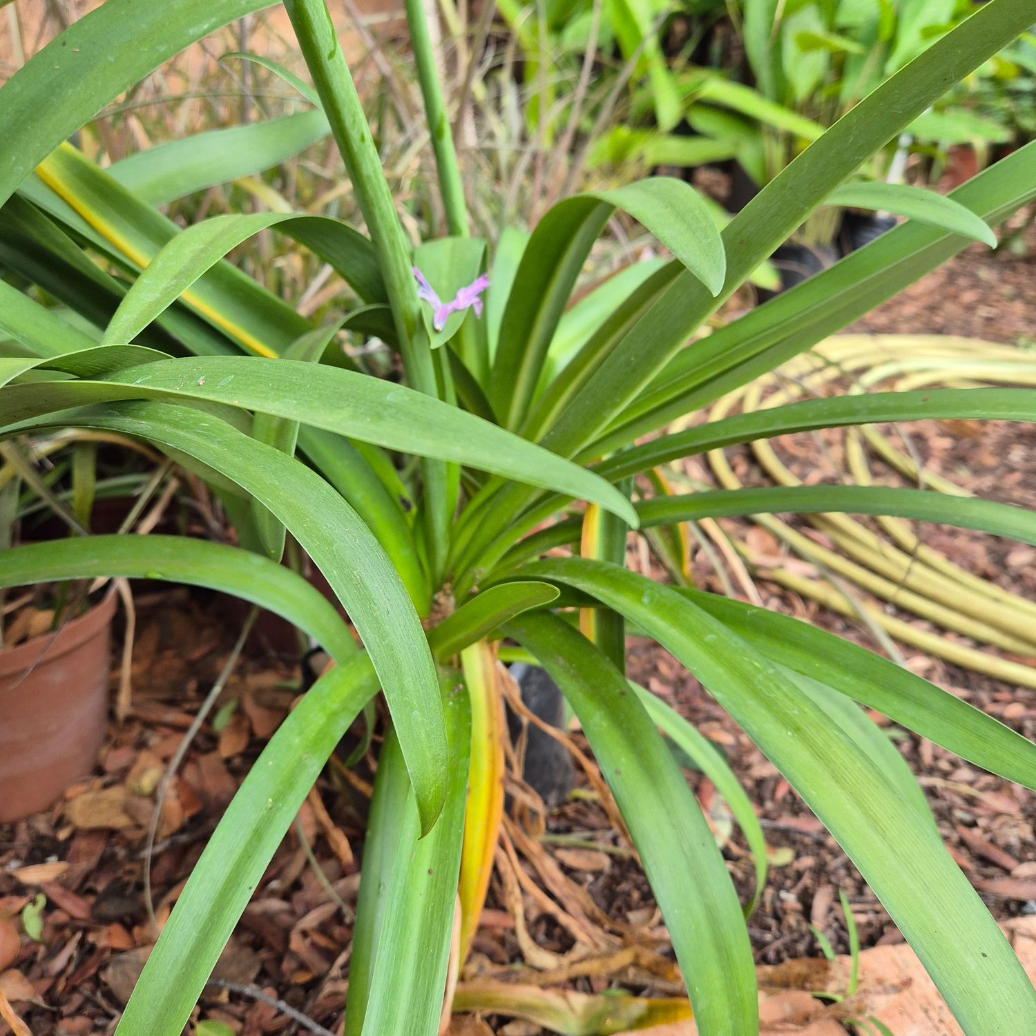 Agapanthus MM Agapanthus MM
