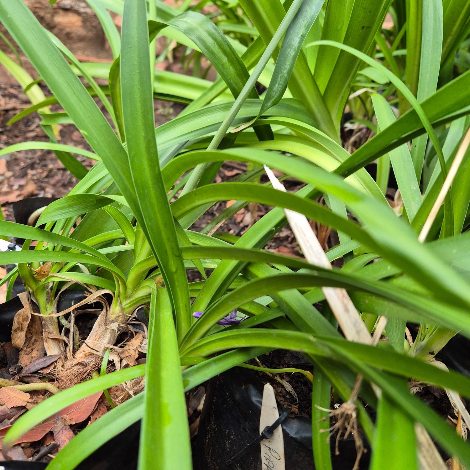 Agapanthus Purple cloud