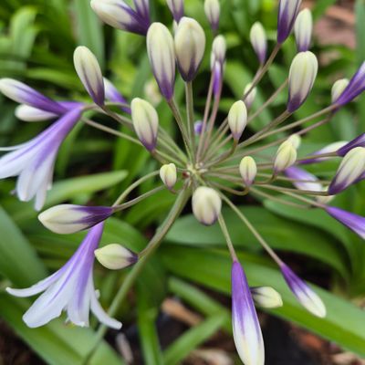 Agapanthus two tone Agapanthus two tone