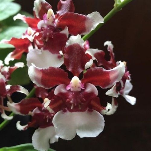 Oncidium heaven scent 'redolens' Oncidium heaven scent 'redolens'