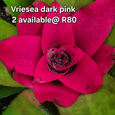 Vriesea Pink Rose