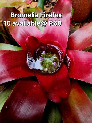Neoregelia Fireworks