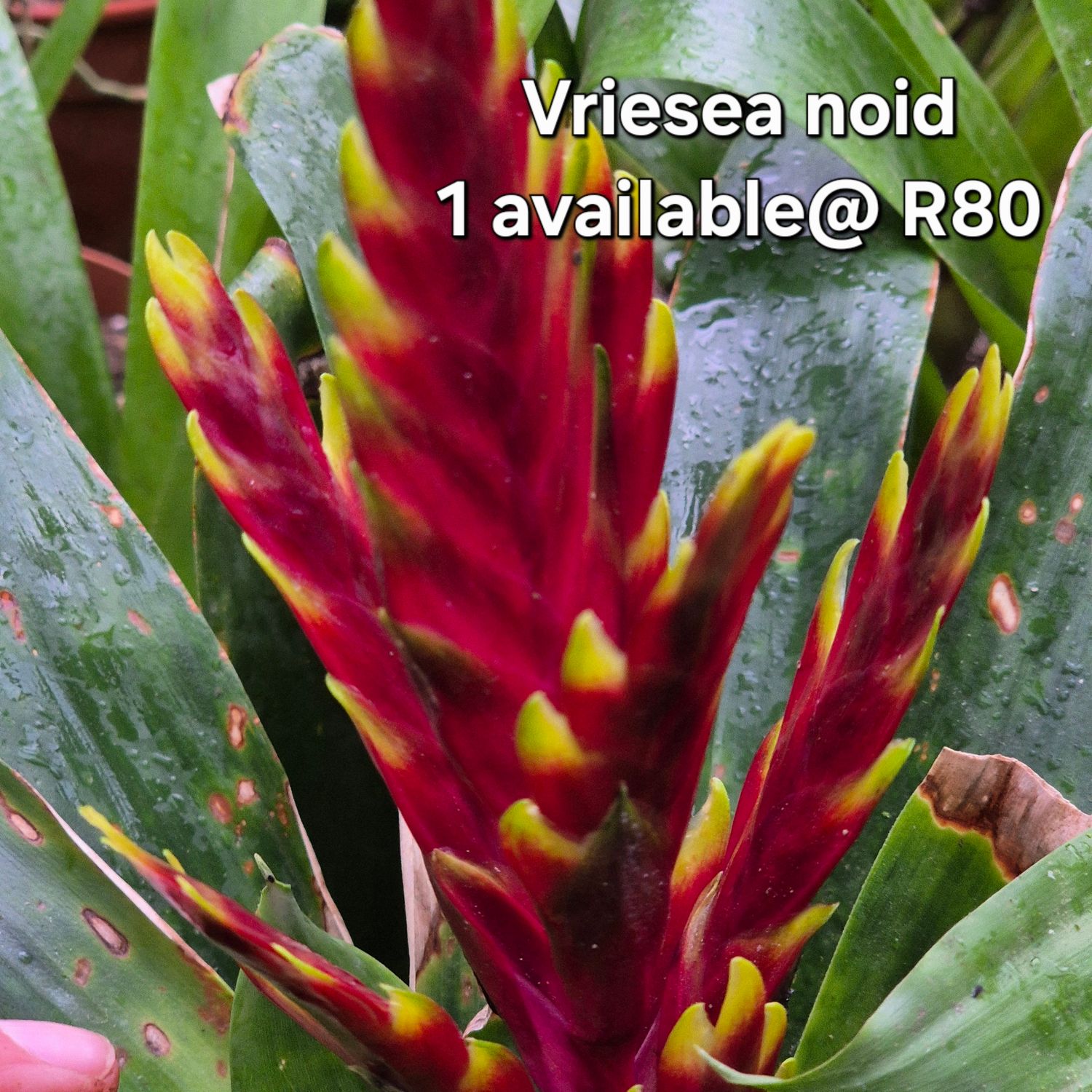 Vriesea Noid