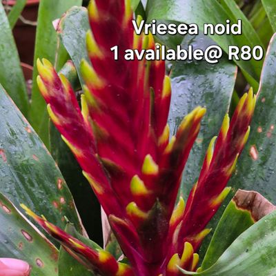 Vriesea Noid