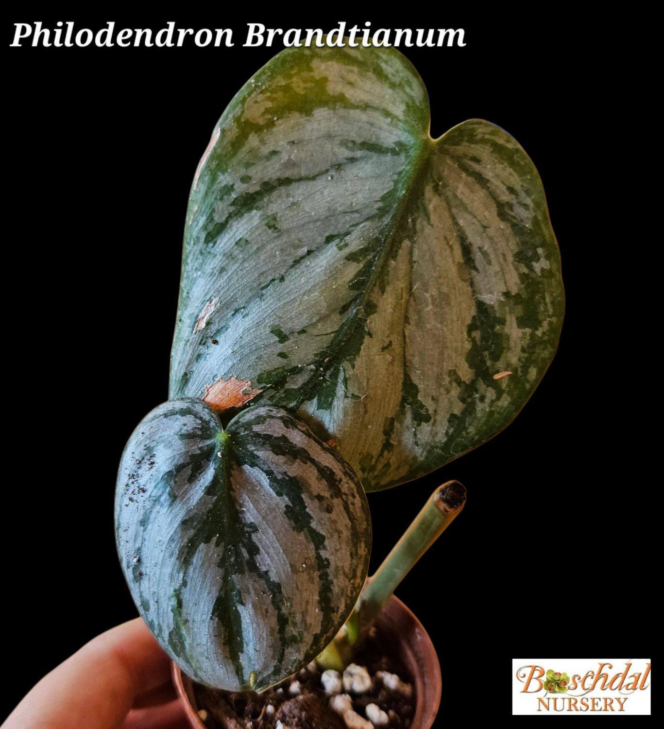 Philodendron Brandtianum Philodendron Brandtianum