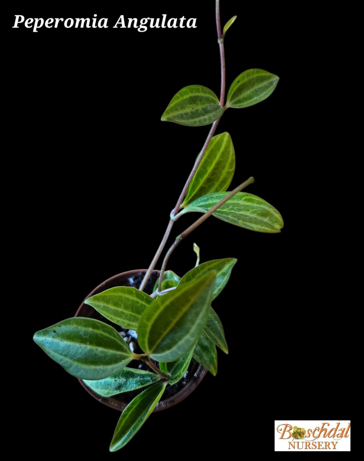 Peperomia Angulata Peperomia Angulata