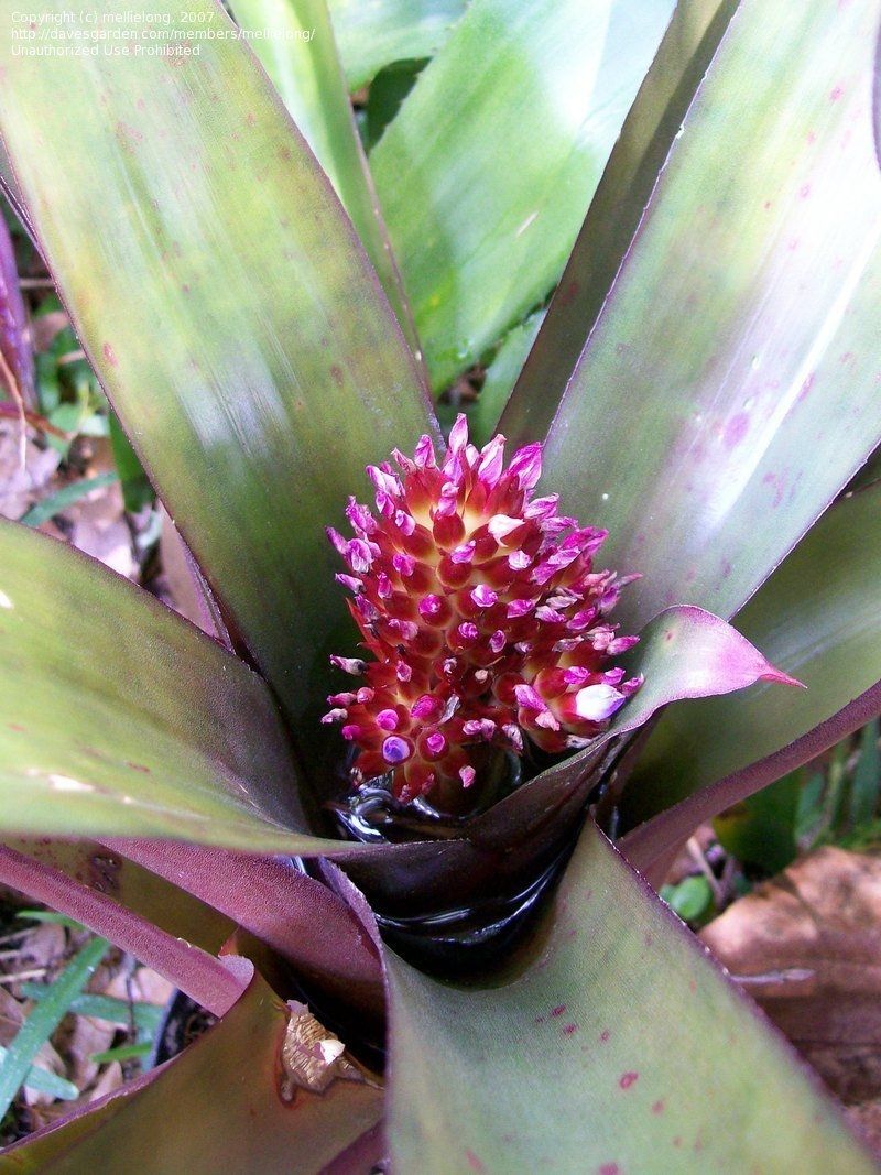 Neomea Popcorn
