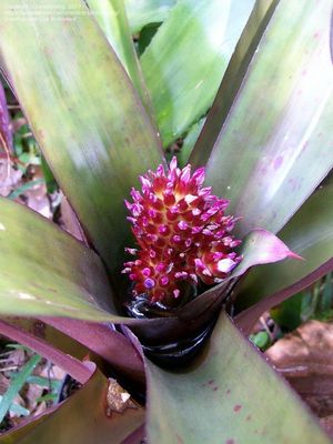 Neomea Popcorn