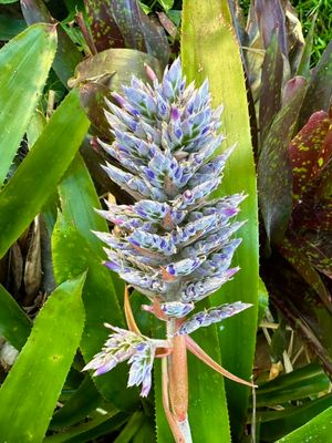 Aechmea Serrata
