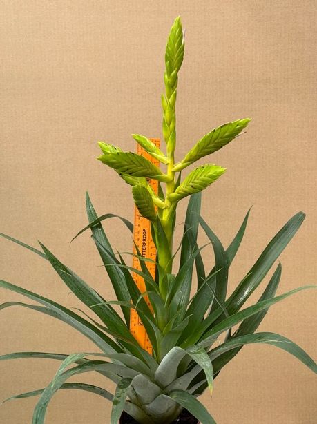 Tillandsia  oestediana Tillandsia  oestediana