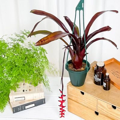 Aechmea Foster&#39;s favourite