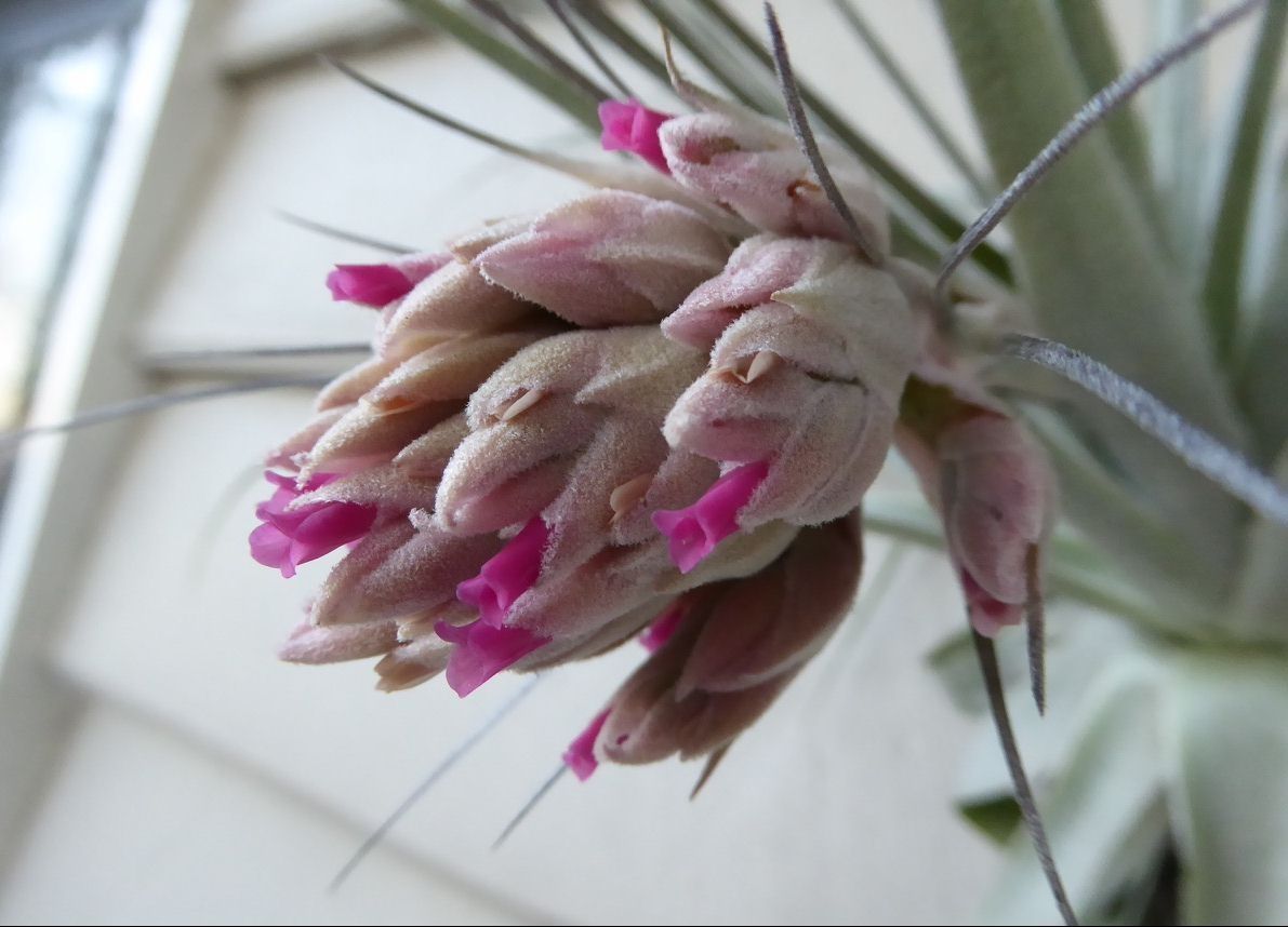 Tillandsia gardneri Tillandsia gardneri