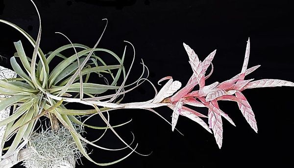 Tillandsia Divaricata Tillandsia Divaricata