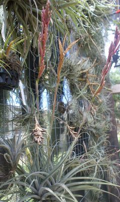 Tillandsia Divaricata