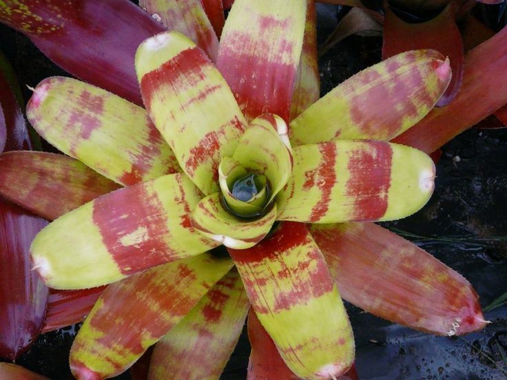 Neoregelia lua pele