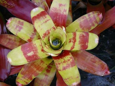 Neoregelia lua pele