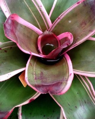 Neoregelia sister janet