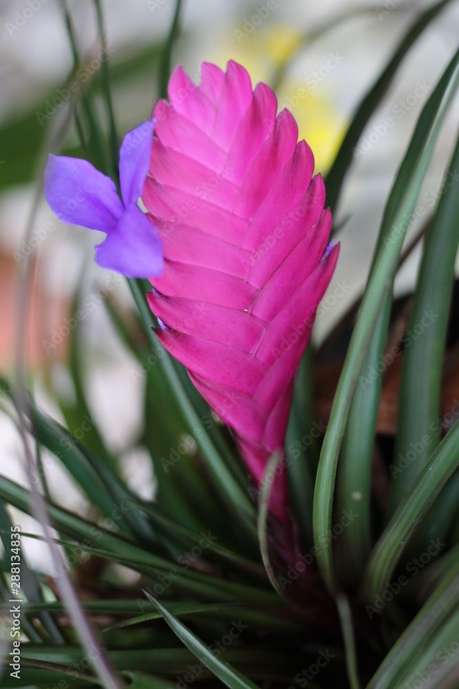 Wallisia lindenii Wallisia lindenii