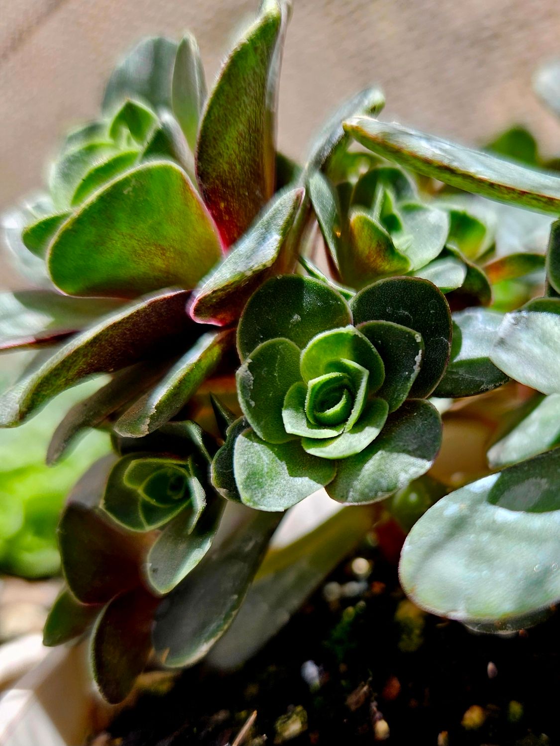 Greenovia Blood Cherry Greenovia Blood Cherry