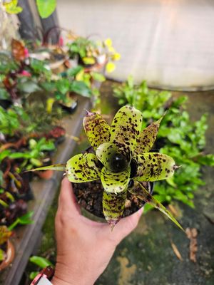 Neoregelia Pauciflora Miniature Neoregelia Pauciflora Miniature