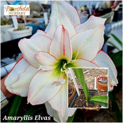 Amaryllis Elvas