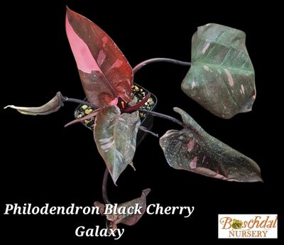 Philodendron Black Cherry Galaxy Philodendron Black Cherry Galaxy