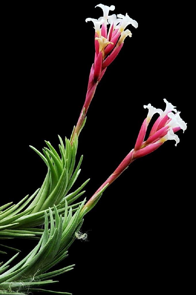 Tillandsia araujeyi Tillandsia araujeyi