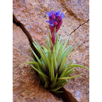 Tillandsia neglecta Tillandsia neglecta