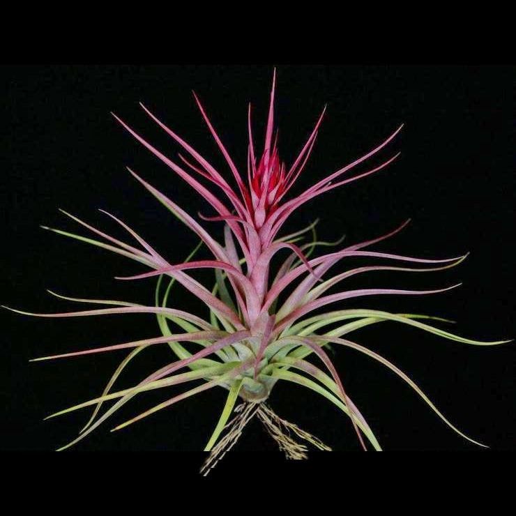 Tillandsia Sparkler Tillandsia Sparkler
