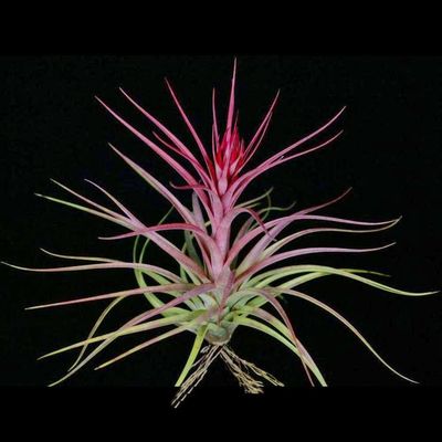 Tillandsia Sparkler
