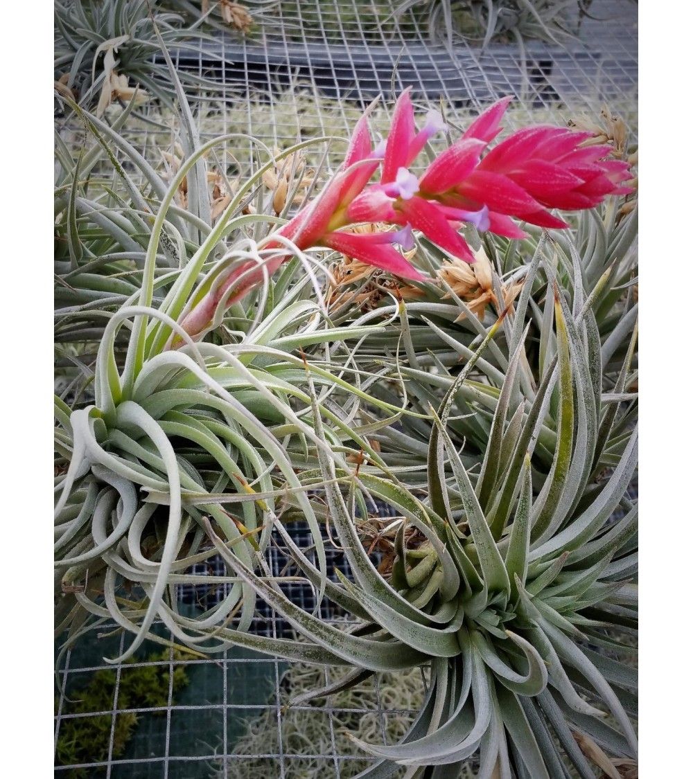Tillandsia leomaniana Singapore sky Tillandsia leomaniana Singapore sky
