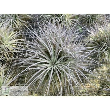 Tillandsia stricta Pauls book cover Tillandsia stricta Pauls book cover