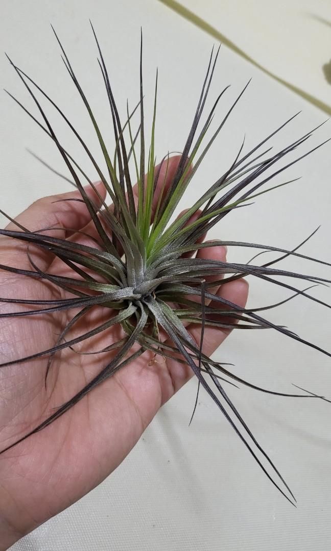 Tillandsia stricta black tips. Tillandsia stricta black tips.