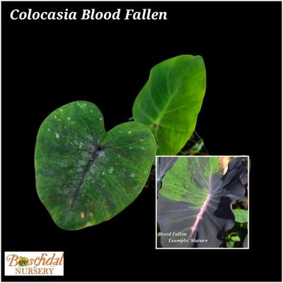 Colocasia Blood Fallen Small Colocasia Blood Fallen Small