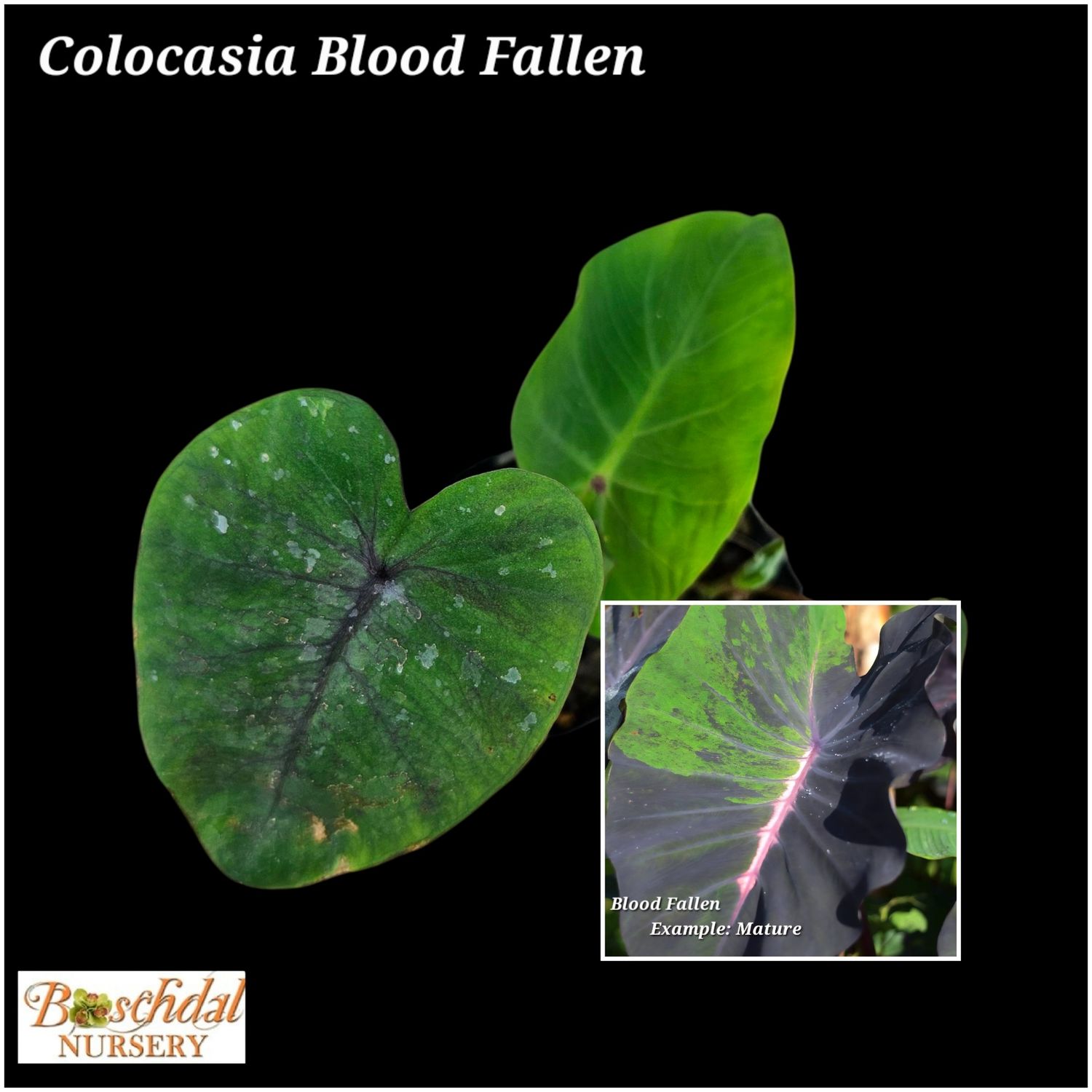 Colocasia Blood Fallen Small Colocasia Blood Fallen Small