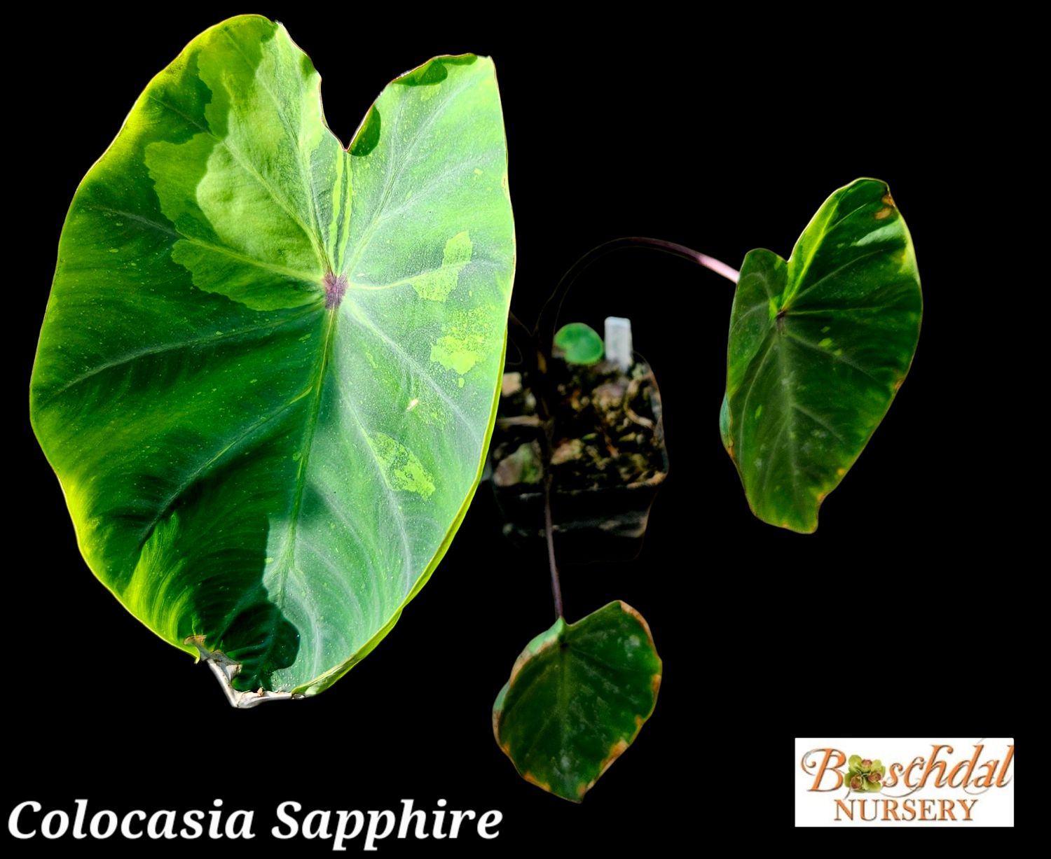 Colocasia Sapphire