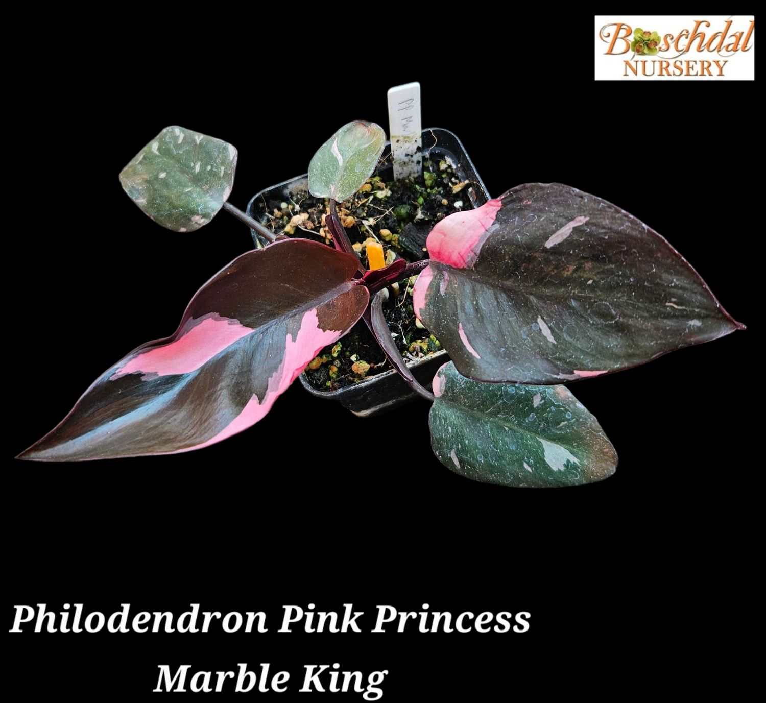Philodendron Pink Princess Marble King Philodendron Pink Princess Marble King
