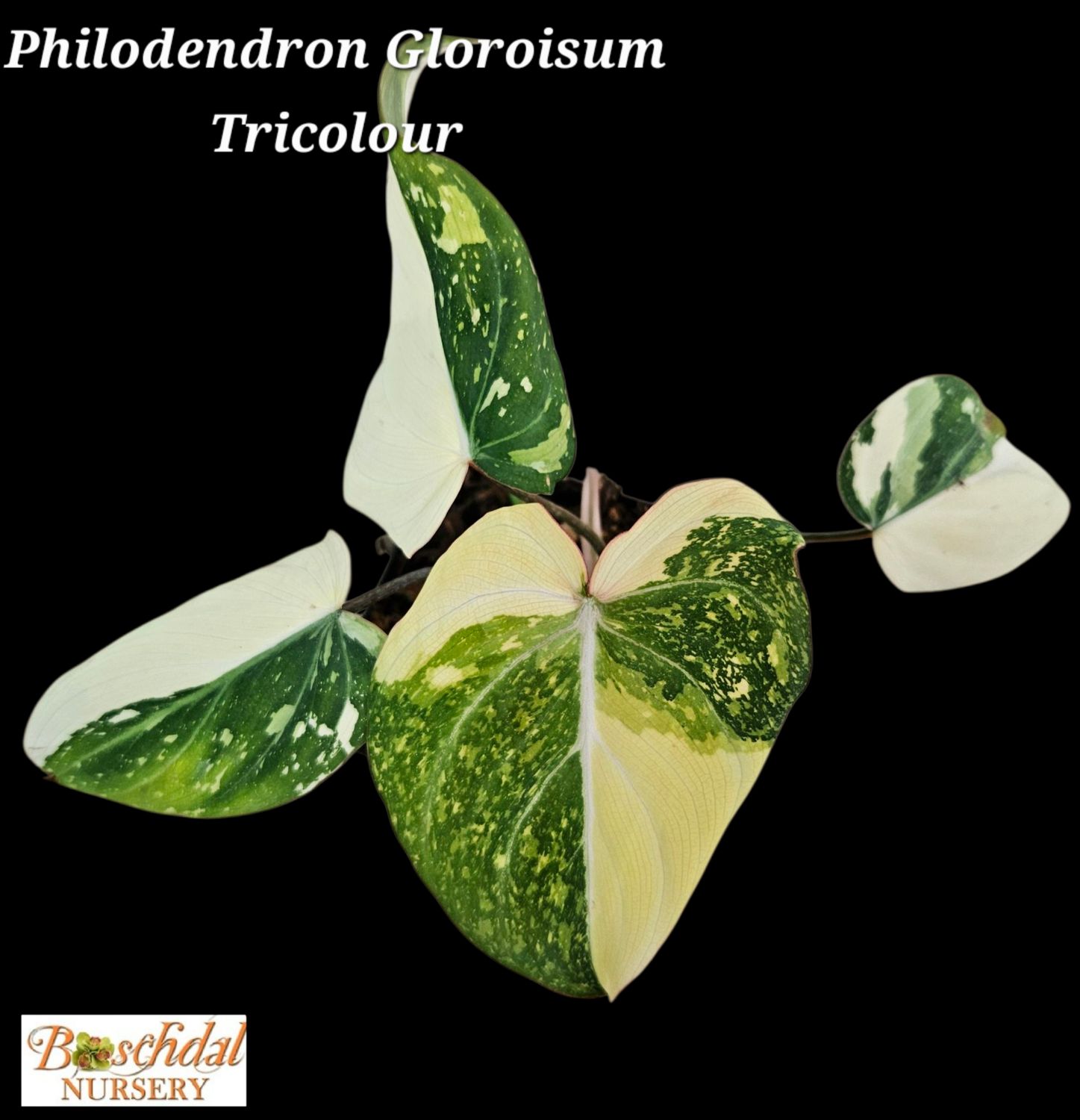 Philodendron Gloroisum Tri Colour Variegated Philodendron Gloroisum Tri Colour Variegated