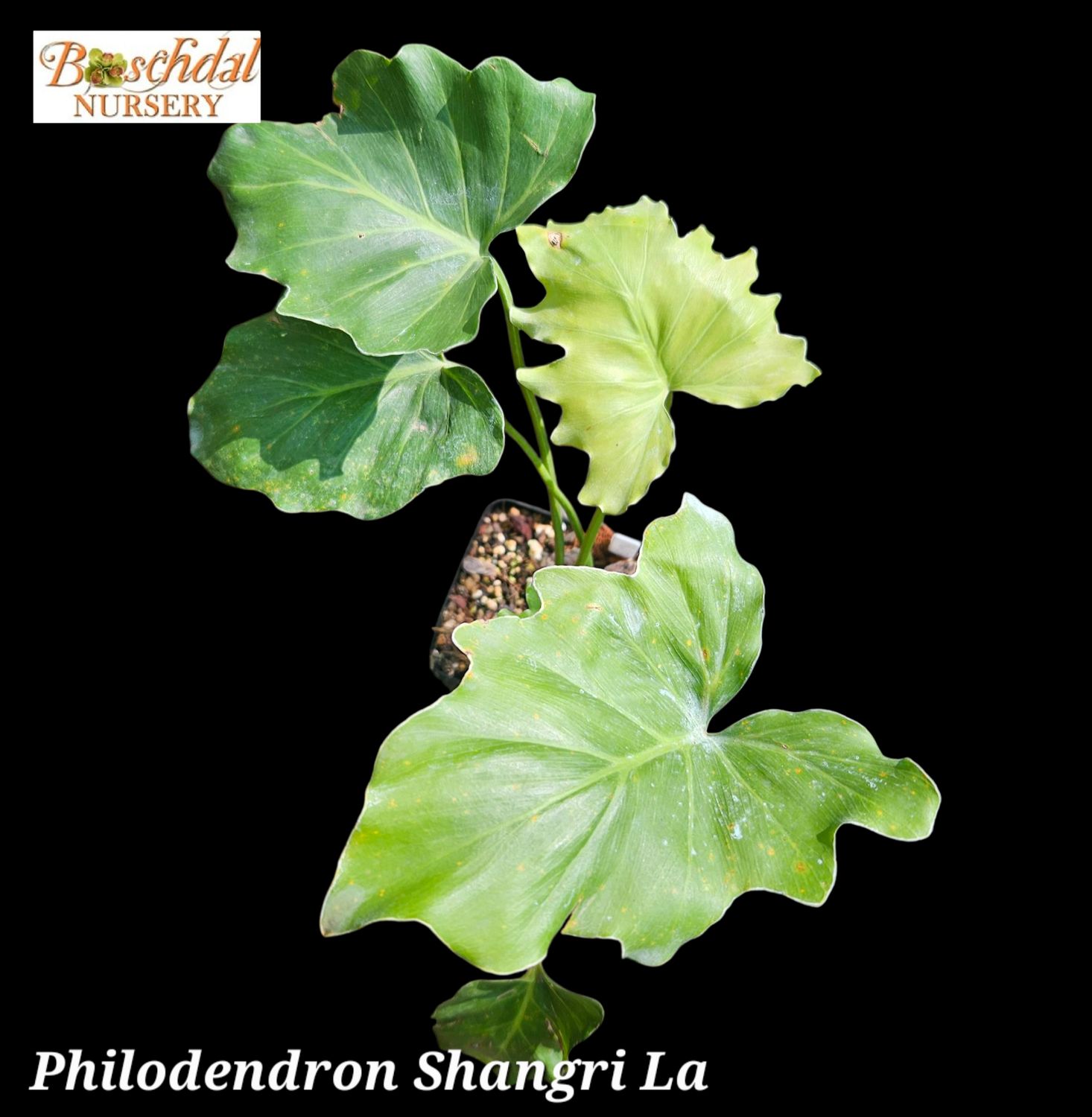 Philodendron Shangri La Philodendron Shangri La