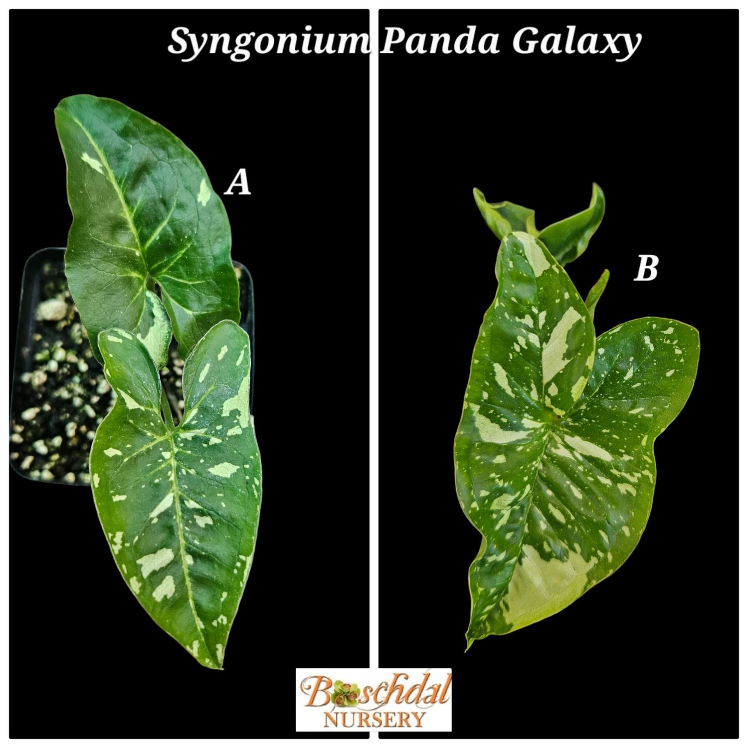 Syngonium Panda Galaxy Syngonium Panda Galaxy