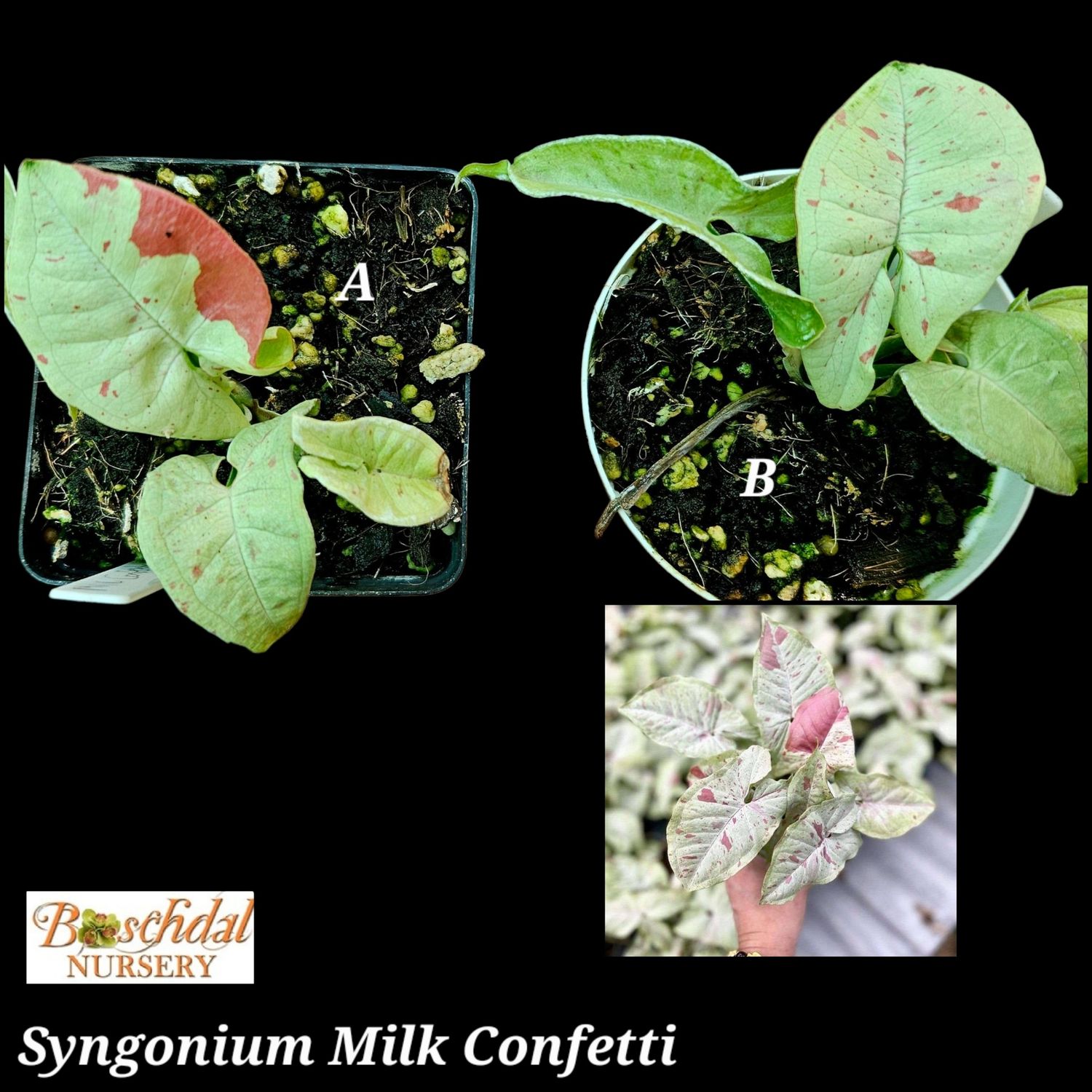 Syngonium Milk Confetti