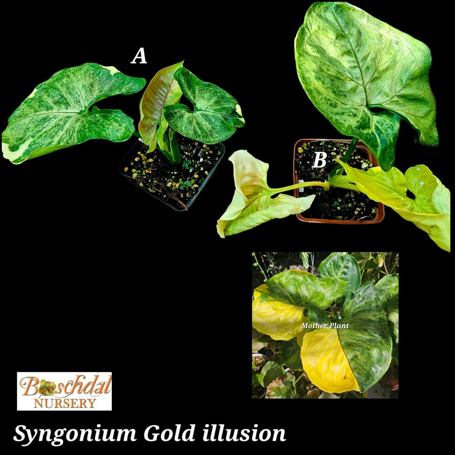 Syngonium Gold Illusion Syngonium Gold Illusion