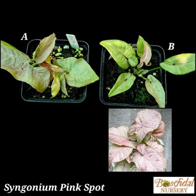 Syngonium Pink Spot