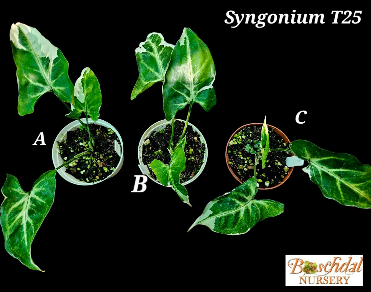 Syngonium T25 Syngonium T25
