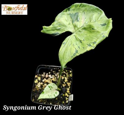 Syngonium Green Splash / Grey Ghost
