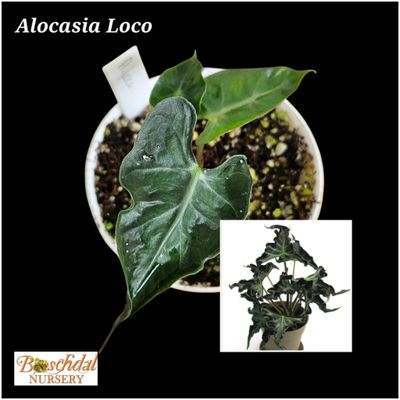 Alocasia Loco Alocasia Loco