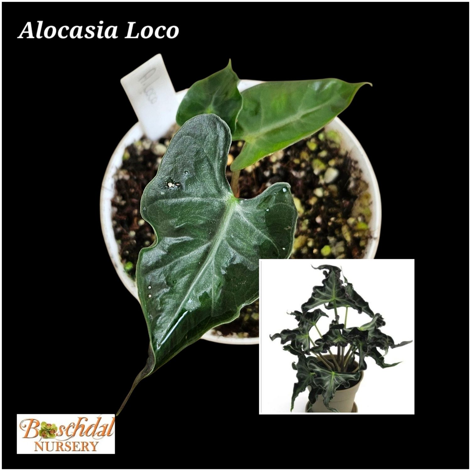 Alocasia Loco Alocasia Loco