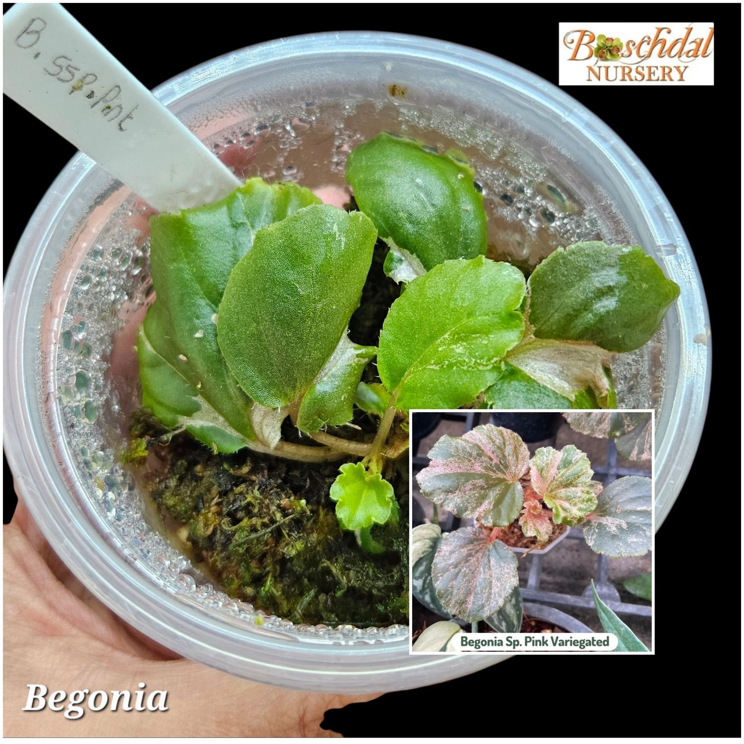 Begonia SP Pink Begonia SP Pink